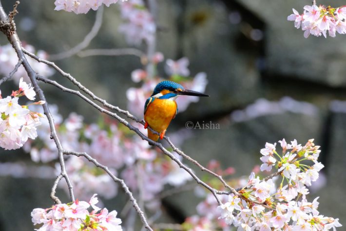カワセミの背景に奥の桜の枝も入るよう、立ち位置を考えて撮りました