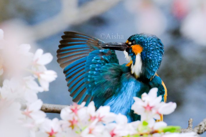 翼の羽繕いをしているカワセミ