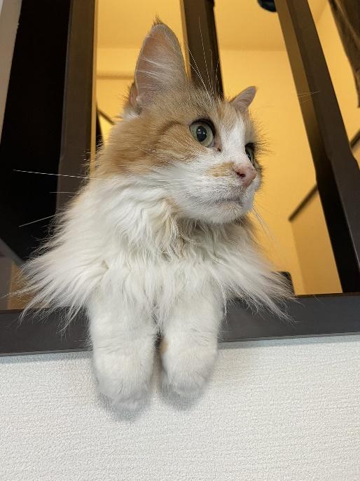 先住猫の三毛猫ちゃん