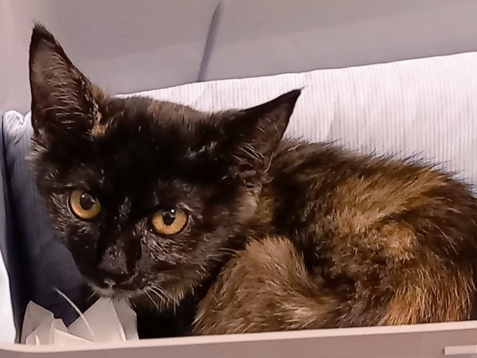 ちびっ子だった子猫期