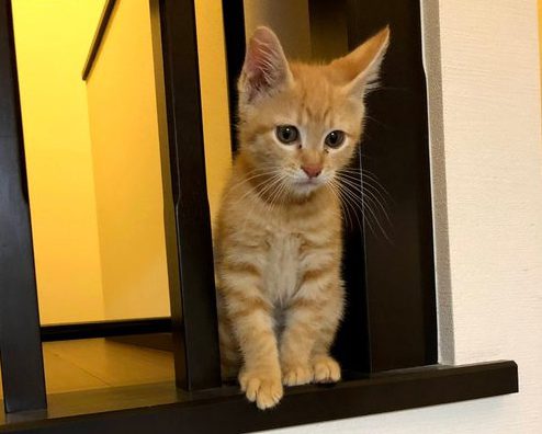 お迎え当時のテンくん