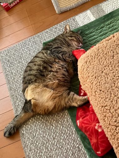 ぐっすりな姿がかわいい