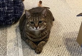 キジトラのパリちゃん