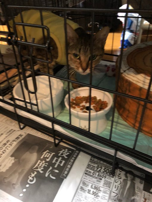 手術後のパリちゃん