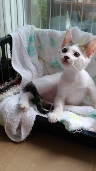 子猫時代のテツくん