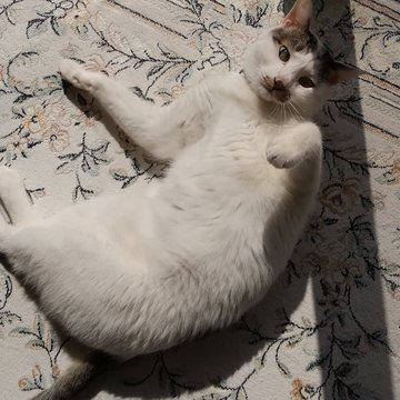 家族に強気、他人に内弁慶