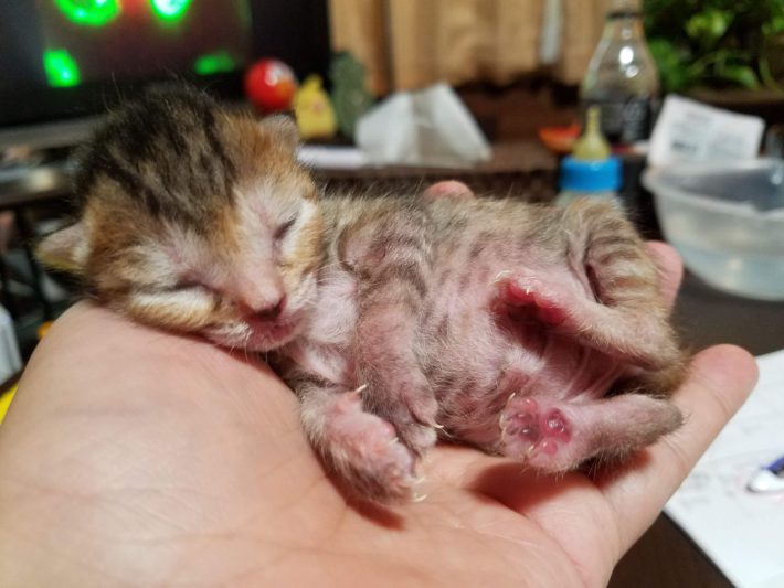 おいなりさんサイズの子猫