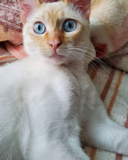 おだしまゆきえさんの猫