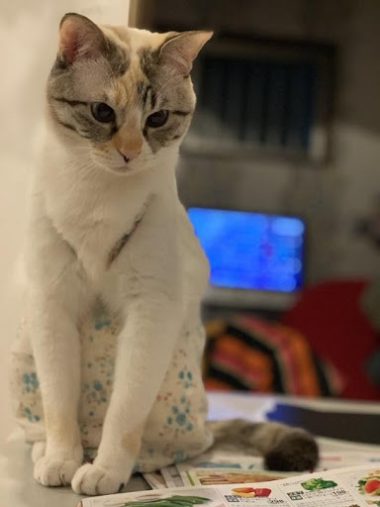 ルールーちゃん