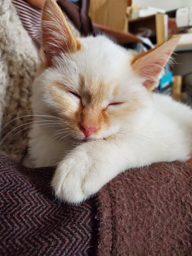 おだしまゆきえさんの猫