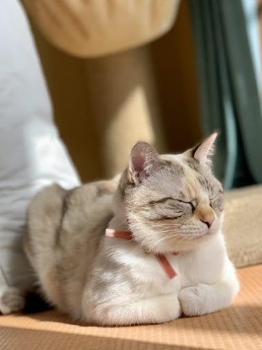 ルールーちゃん