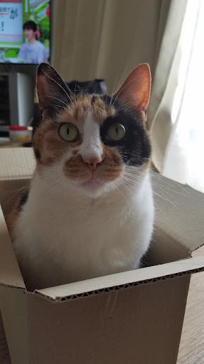 おだしまゆきえさんの猫