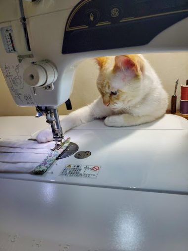 おだしまゆきえさんの猫