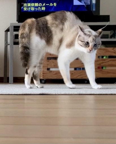 ルールーちゃん