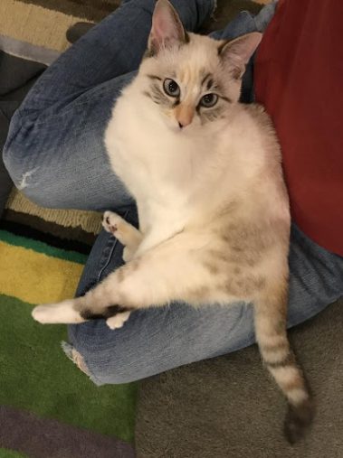 ルールーちゃん