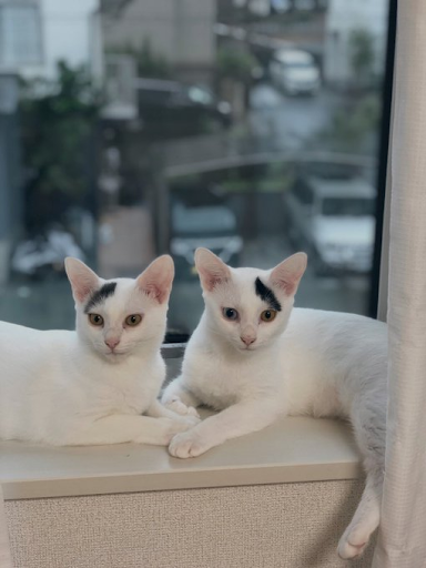 ナナちゃんとキュウちゃん