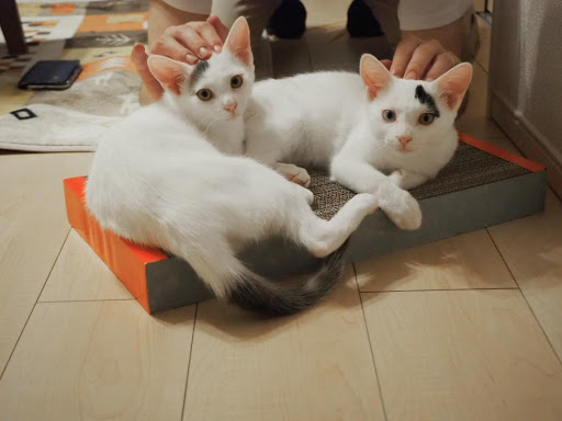 ナナちゃんとキュウちゃん