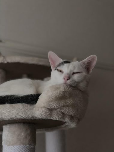 ナナちゃんとキュウちゃん