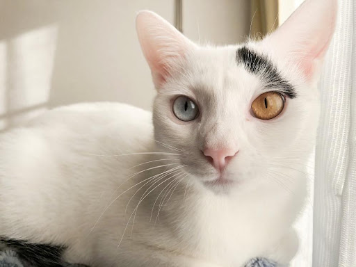 ナナちゃんとキュウちゃん