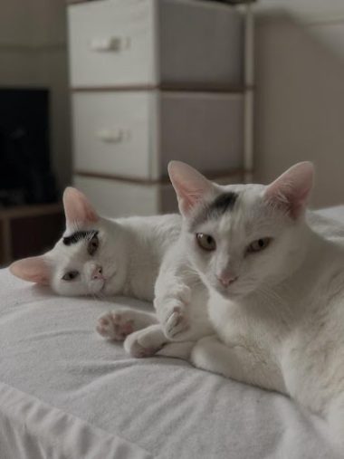 ナナちゃんとキュウちゃん