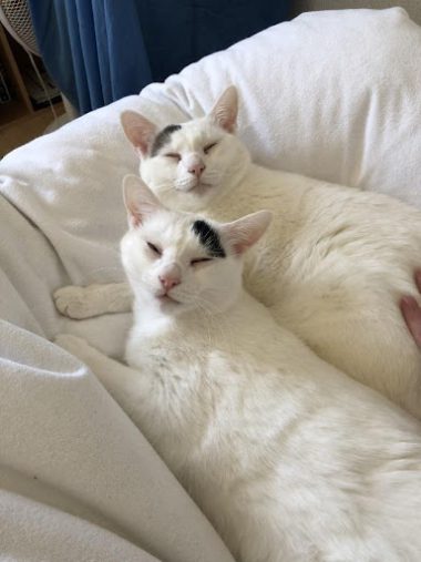 ナナちゃんとキュウちゃん