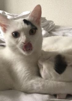 ナナちゃんとキュウちゃん