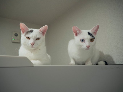 ナナちゃんとキュウちゃん