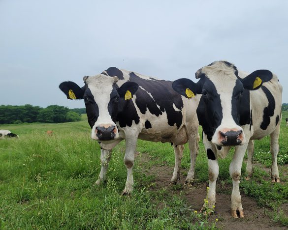 別海ウェルネスファームの牛たち。フリーストール牛舎と放牧を組み合わせた、人と牛と環境にやさしい酪農を実践している