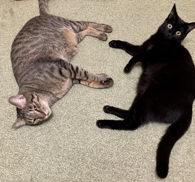 一緒にくつろぐ2匹