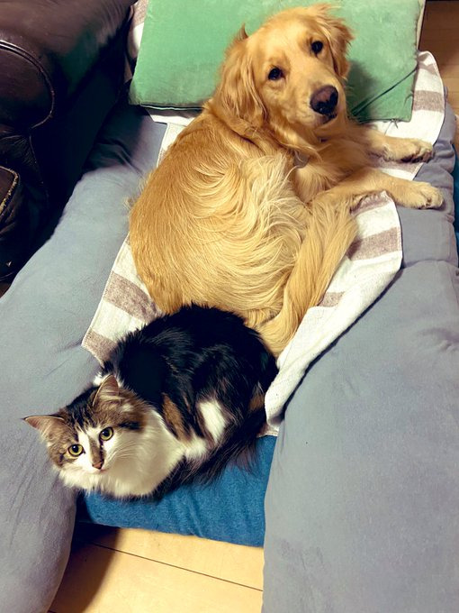 優しくてビビリなまるくんと、自由気ままなさんちゃん