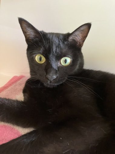 令和を走り抜ける黒い稲妻ブラックサンダー