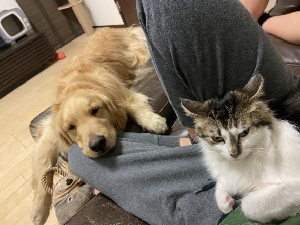 飼い主さんに甘えるかわいい姿