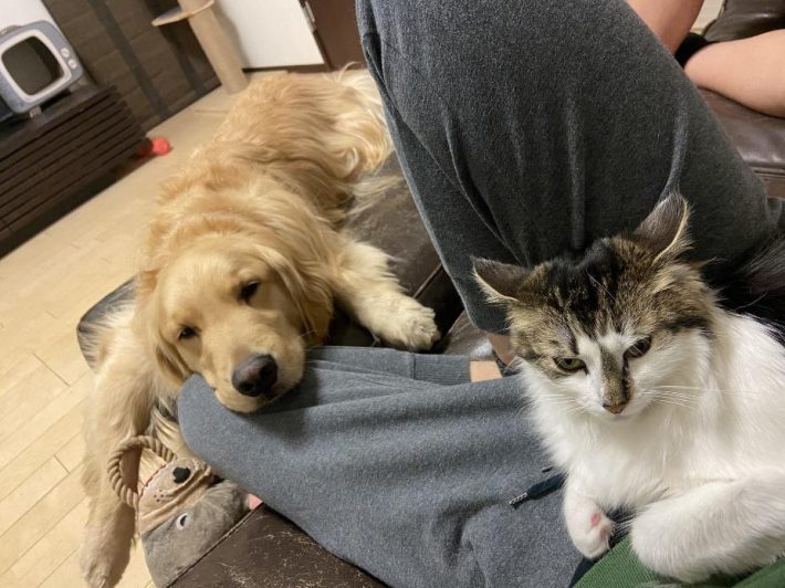 飼い主さんに甘えるかわいい姿