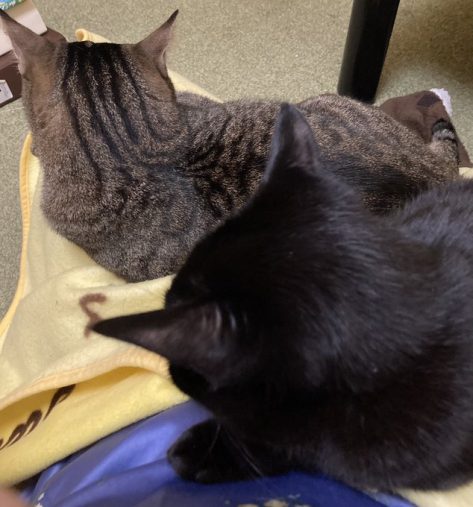 2匹が膝に乗り、動けなくなることも