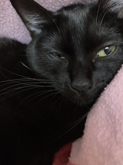 黒猫の福ちゃん