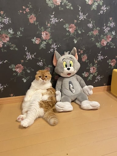 ペットショップで売れ残りだった過去を持つ先住猫のぽんたくん