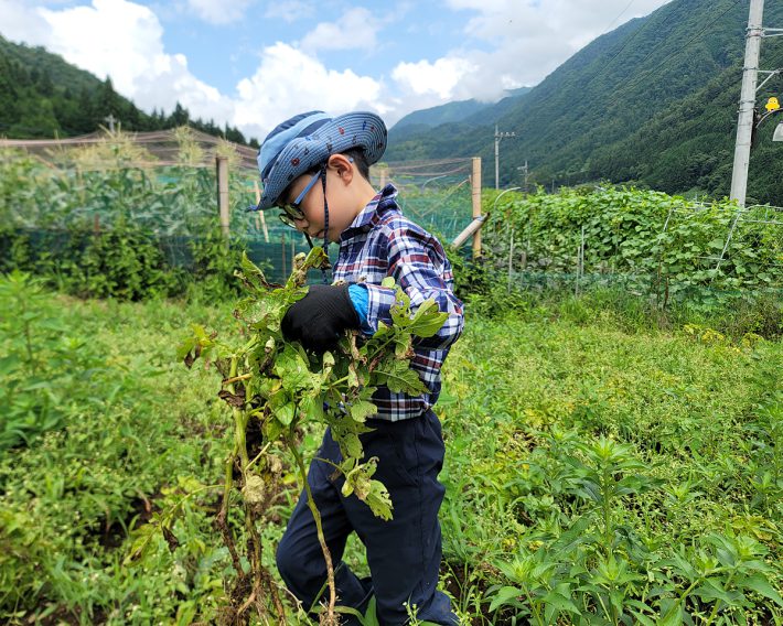 サミットの農業体験に親子で参加してきました