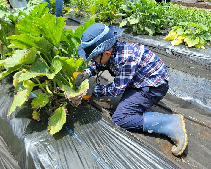 サミットファームでは、無農薬かつ化学肥料不使用で野菜を栽培