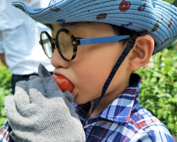 採りたて完熟トマトのおいしさを味わえます