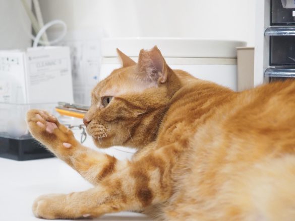 病院猫＿大師前どうぶつ病院