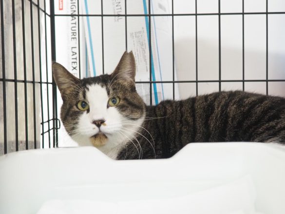 病院猫＿大師前どうぶつ病院