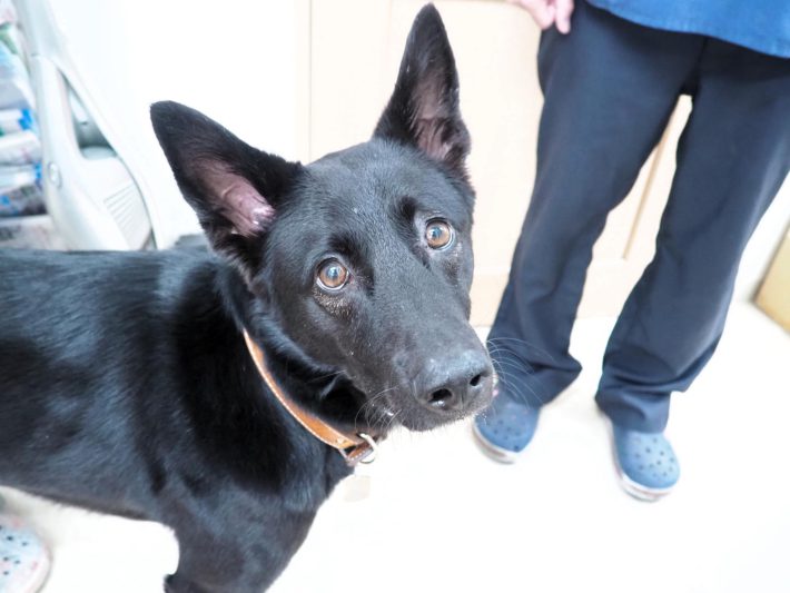 病院猫＿大師前どうぶつ病院