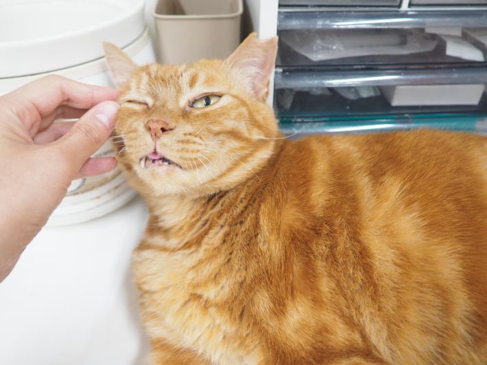 病院猫＿大師前どうぶつ病院