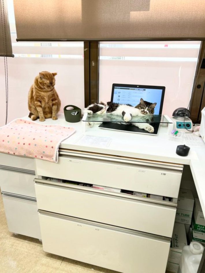 病院猫＿大師前どうぶつ病院
