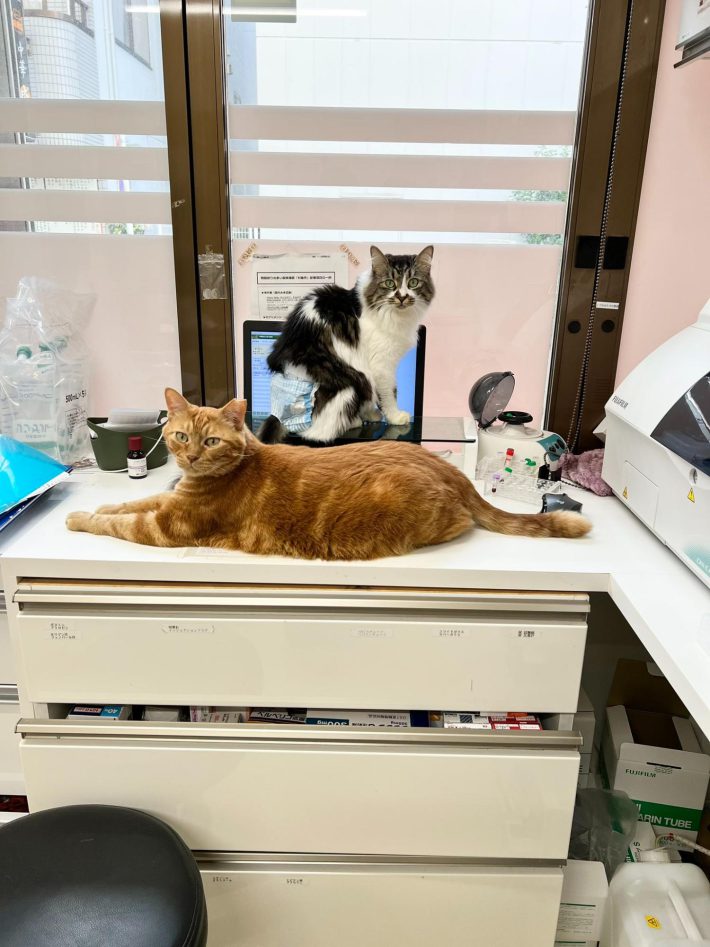 病院猫＿大師前どうぶつ病院