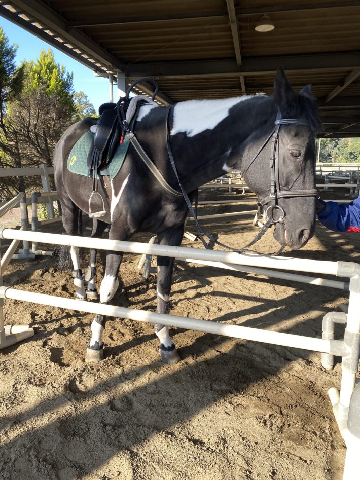 乗馬体験1『ソロ活はじめました! 独身アラサー派遣OLが生活費15万円でも毎日を世界一楽しむ方法』より