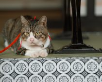 『光る君へ』(C)NHK