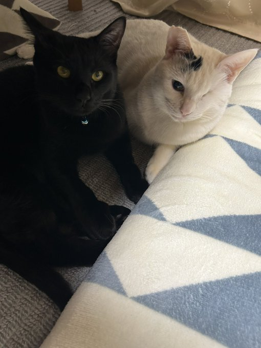 黒猫の禄くん（左）