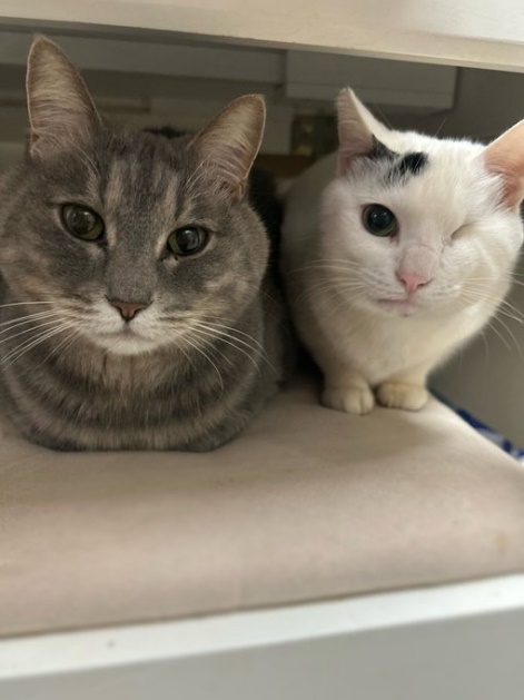 先住猫のトトくん（左）