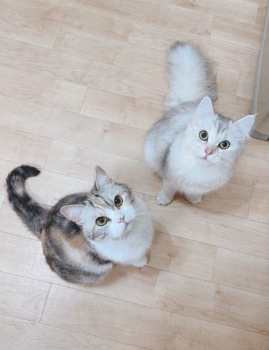 シャロンちゃん